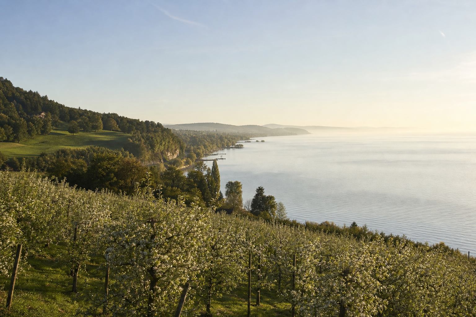 Bodensee mit Uferlandschaft und sanften Hügeln